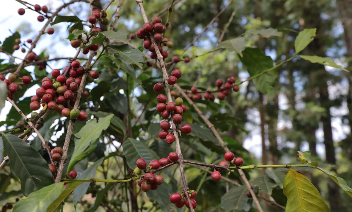 Karindundu Peaberry, Kenya