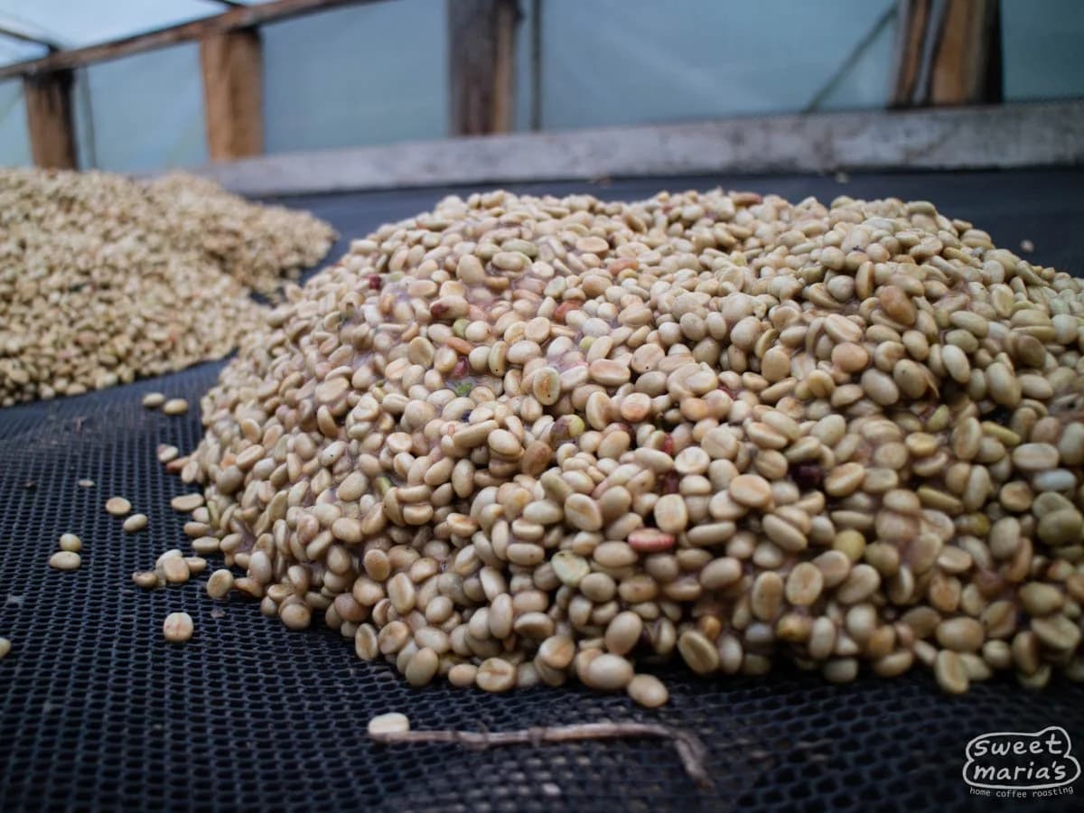 El Páramo, Colombia 227g