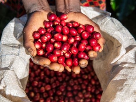 Limited Edition--Zambia Kateshi Estate Reserve "New Offering"