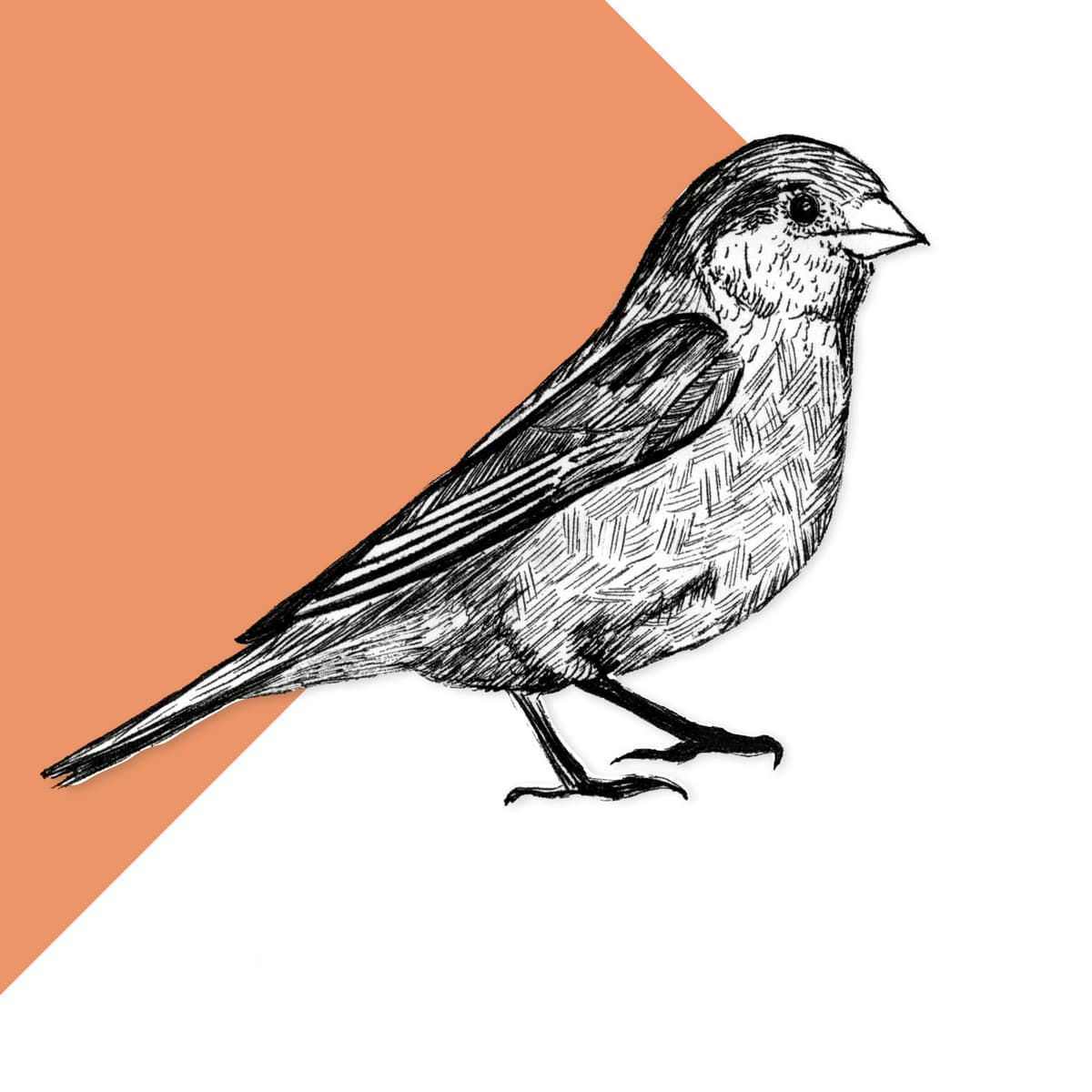 Fire Finch