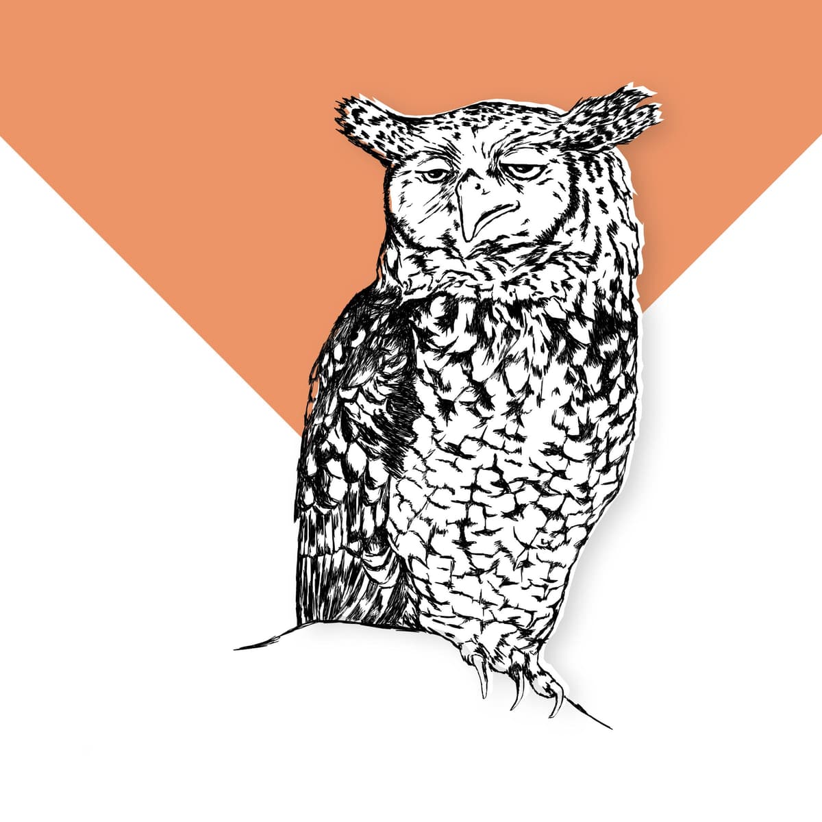 Sleepy Owl