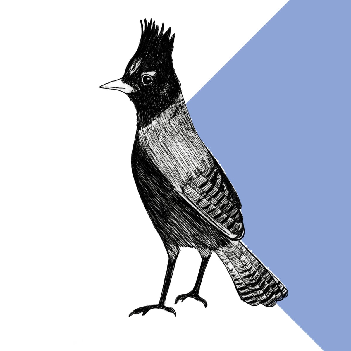 Steller’s Jay